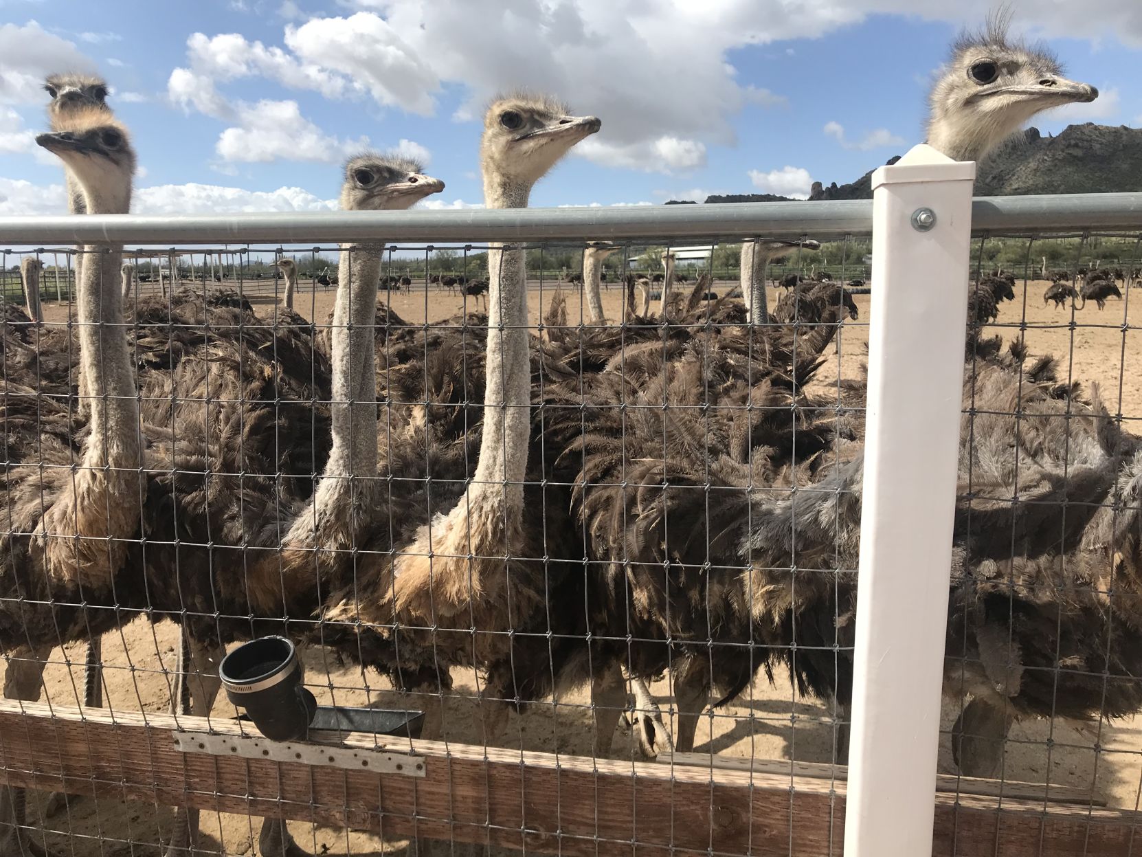 Rooster Cogburn Ostrich Ranch